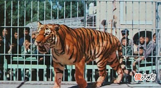 【爱历史】老照片：1970年的哈尔滨，这些哈尔滨老照片珍藏着一代人的记忆