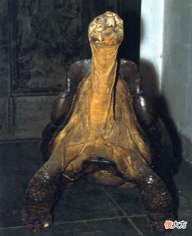 证实！灭绝100多年神奇巨龟重现地球，野生华南虎还会出现吗？