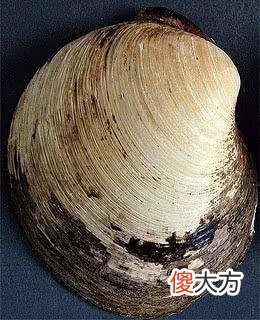 千年王八万年龟都比不过它，世界上最长寿的动物，从明朝活到现在