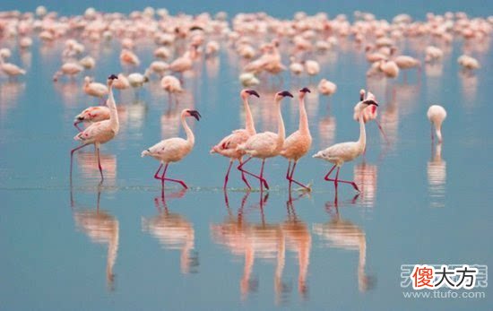 生存至今的远古生物 它竟比恐龙还古老