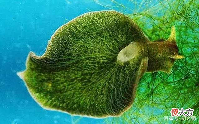 人类引以为傲的“基因改造工程”，早已被这些生物玩转了