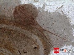 男子在小区池塘发现2亿年前远古生物？专家：比恐龙更古老