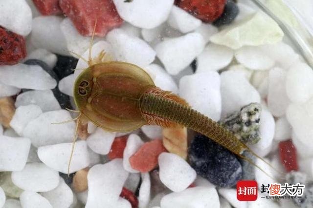 男子在小区池塘发现2亿年前远古生物？专家：比恐龙更古老