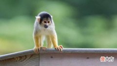 人类专属“聪明基因”被发现！植入猴子体内，大脑得到了“进化”