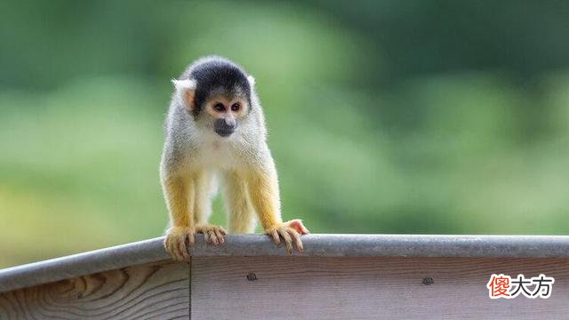 人类专属“聪明基因”被发现！植入猴子体内，大脑得到了“进化”