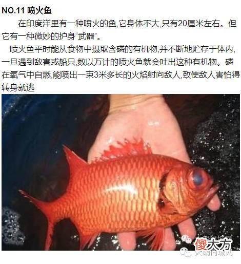 自然界超能力鱼类：象鱼可以张嘴说话