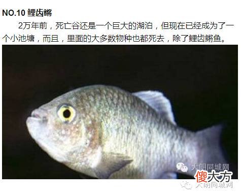 自然界超能力鱼类：象鱼可以张嘴说话