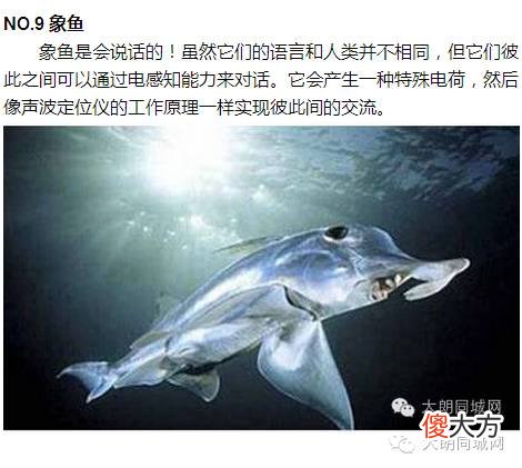 自然界超能力鱼类：象鱼可以张嘴说话