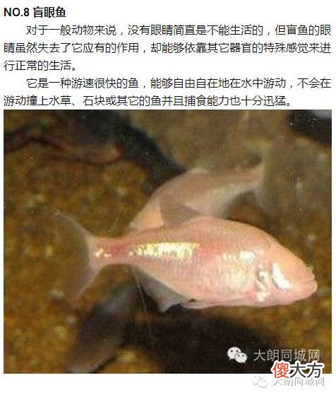 自然界超能力鱼类：象鱼可以张嘴说话