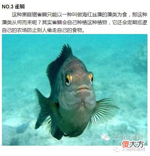 自然界超能力鱼类：象鱼可以张嘴说话