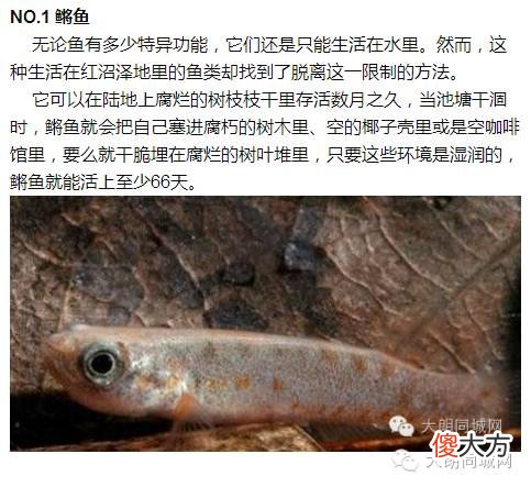 自然界超能力鱼类：象鱼可以张嘴说话