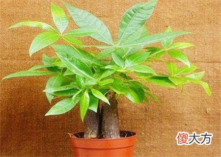招财树的摆放禁忌