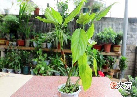 阳台种什么花最旺风水