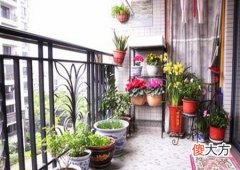 阳台种什么花最旺风水