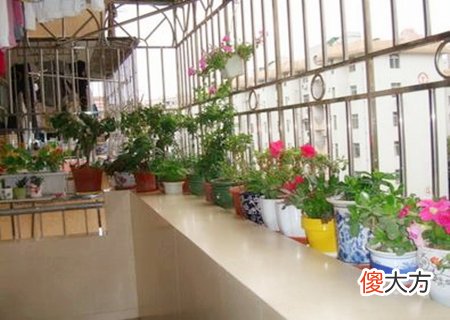 阳台种什么花最旺风水