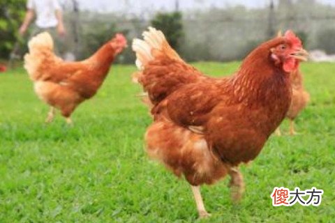 孕妇梦见鸡