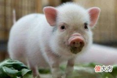 梦见很多猪是什么意思