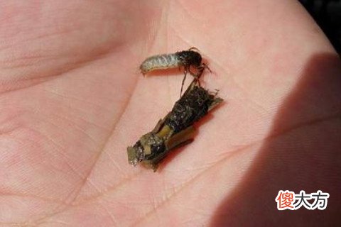 梦见头上长虱子