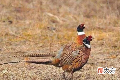 梦见抓野鸡是什么意思