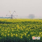 有没有星座研究的工作
