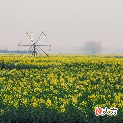 有没有星座研究的工作