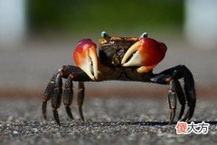 梦见被螃蟹夹手