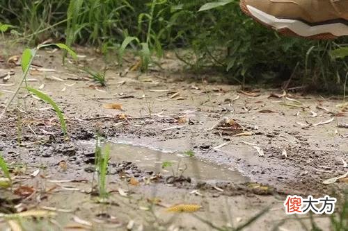 【就爱时尚】鞋界「仿生狼」，死抓地面！“荷叶”牛皮鞋面，反弹雨水，无惧户外