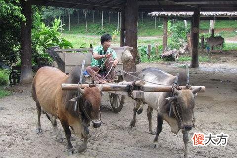 梦见马车是什么意思