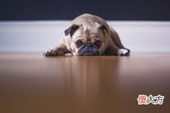 梦见小狗跟着我