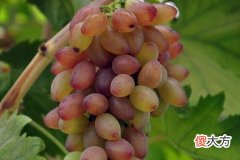 梦见摘葡萄吃