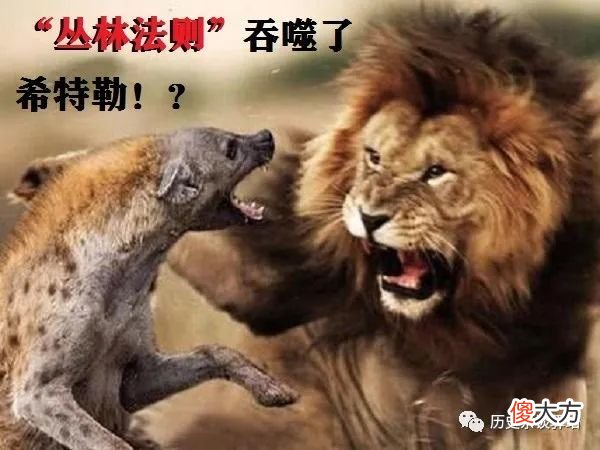 【爱历史】什么说“丛林法则”之下，希特勒才是纳粹德国最大的软肋？