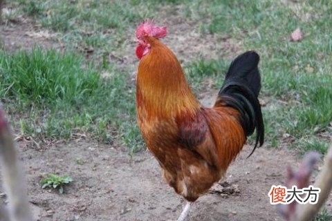 梦见捉鸡