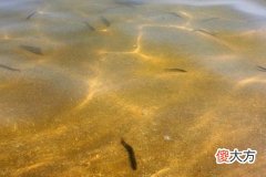 梦见泥鳅鱼是什么意思