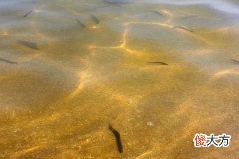 梦见泥鳅鱼是什么意思
