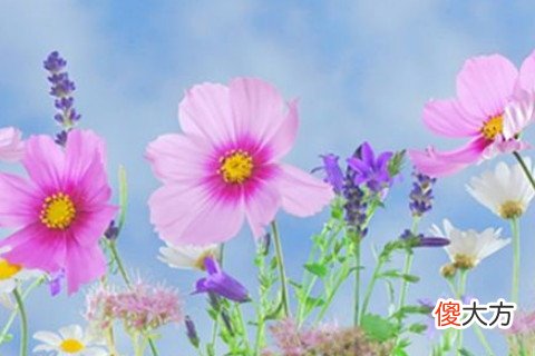梦见花开是什么意思