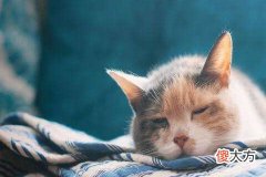 梦见抱着猫