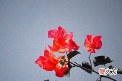 梦见别人疯了什么意思