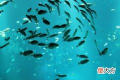 梦见鱼塘里好多鱼