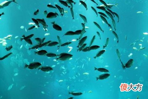 梦见鱼塘里好多鱼