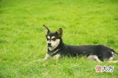 梦见黑狗咬自己