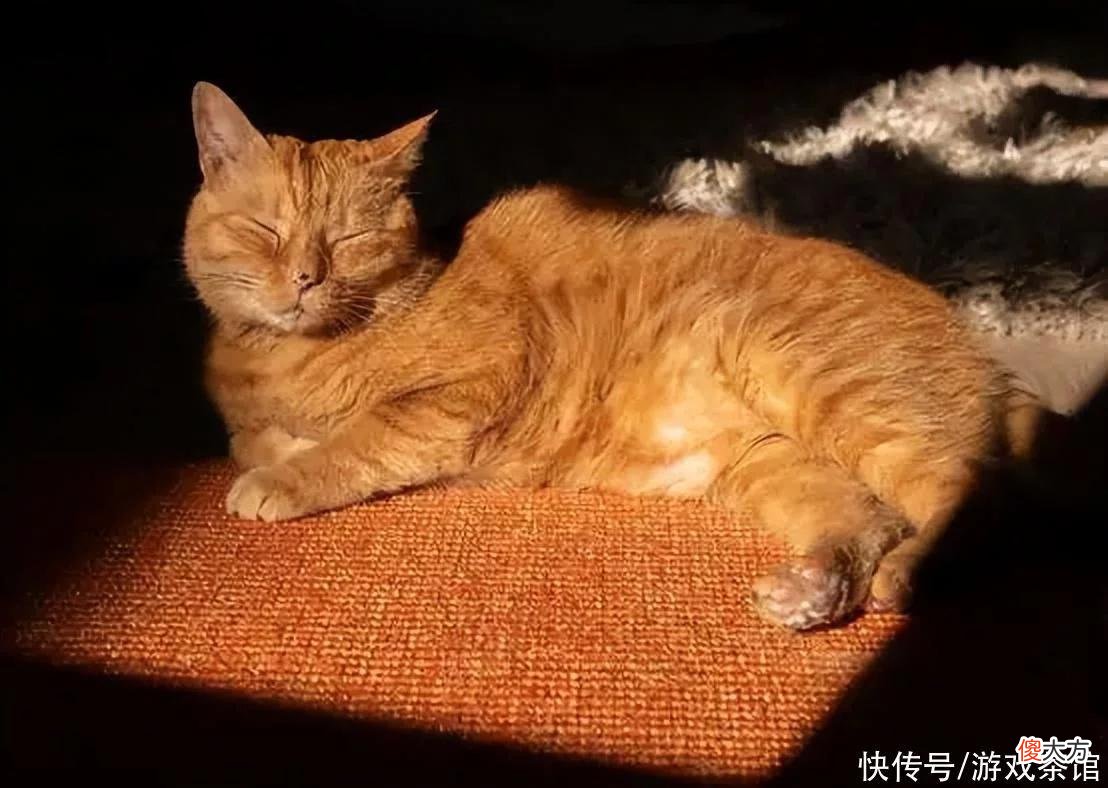 【游戏世界】猫猫流浪模拟器《Stray》火了，萌宠类游戏大盘点，腾讯也入局