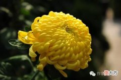 【爱历史】木棉让位菊花，红花岗从此改叫黄花岗