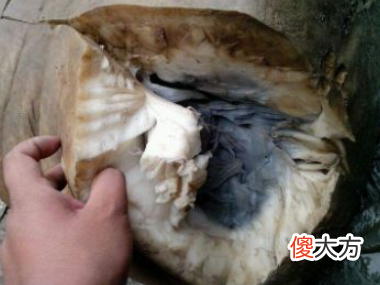 农民挖地挖出“千年太岁”，外表像人形，切开如肉丝！