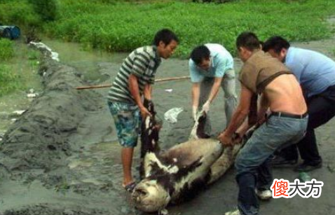 农民挖地挖出“千年太岁”，外表像人形，切开如肉丝！