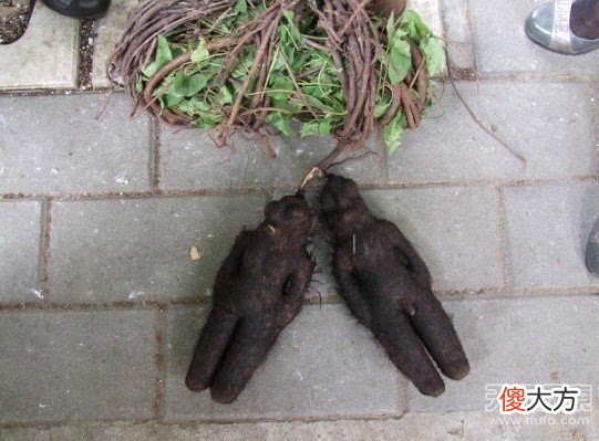 小伙工地上挖到千年“人形怪物”