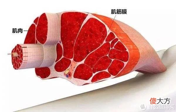 【时尚一点】专业工具控的硬核筋膜枪评测， 8款筋膜枪横评哪款值得买