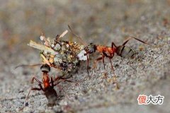 梦到蚂蚁成堆