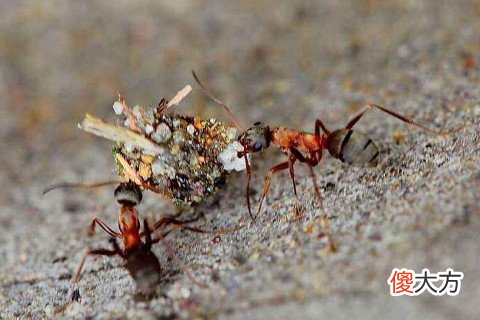 梦到蚂蚁成堆