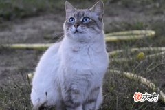梦到猫抓我