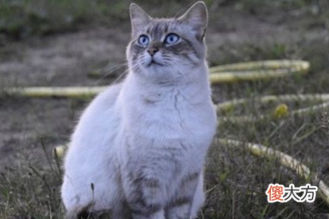 梦到猫抓我